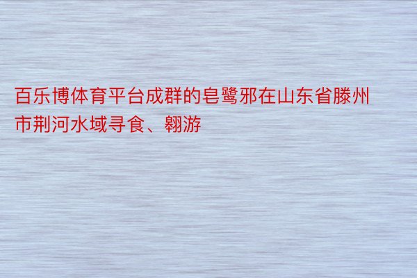 百乐博体育平台成群的皂鹭邪在山东省滕州市荆河水域寻食、翱游